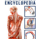 Stretching Workouts Encyclopedia