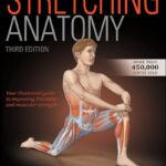 Stretching Anatomy
